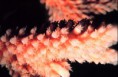 /album/corales-d/a800px-staghorn-coral-closeup-jpg/